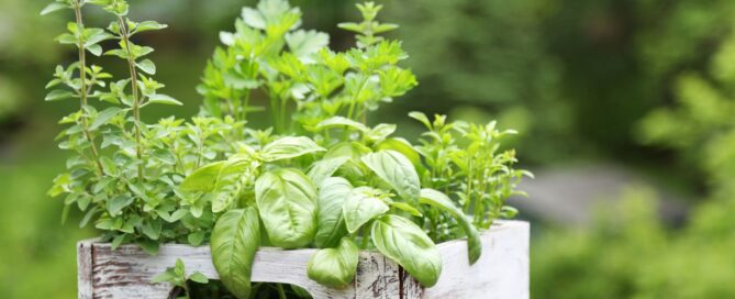 Progettazione giardino erbe aromatiche Milano