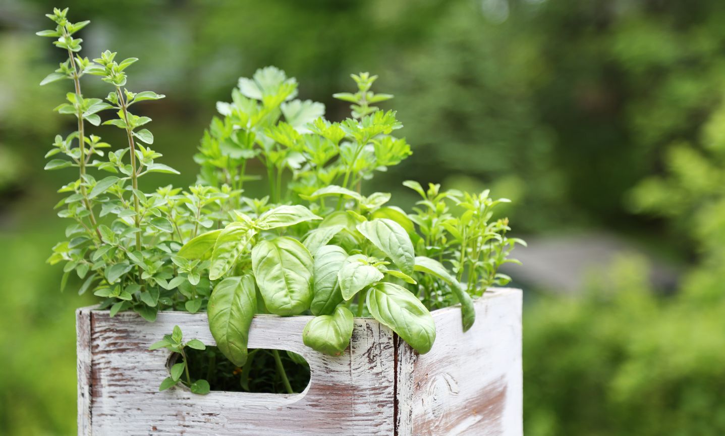 Progettazione giardino erbe aromatiche Milano Progettazione giardino erbe aromatiche Milano