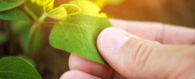 Progettazione giardino idroponico milano bergamo