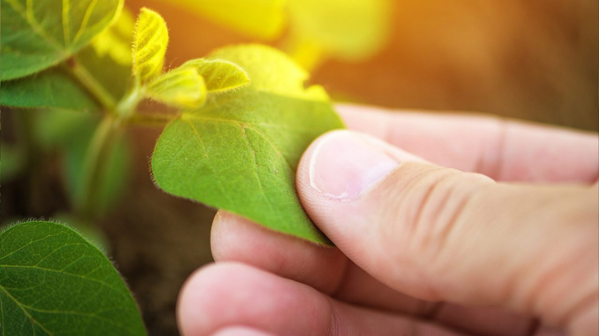 Progettazione giardino idroponico Progettazione giardino idroponico milano bergamo