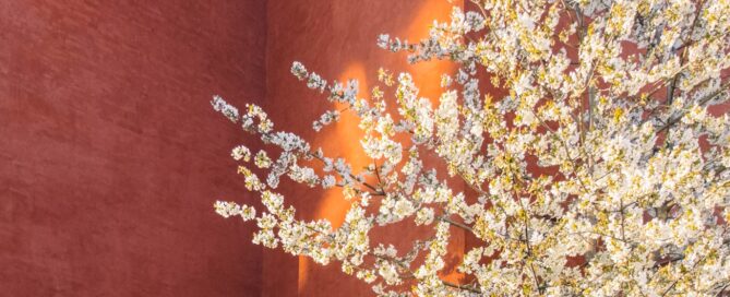 Progettazione giardino mediterraneo a milano