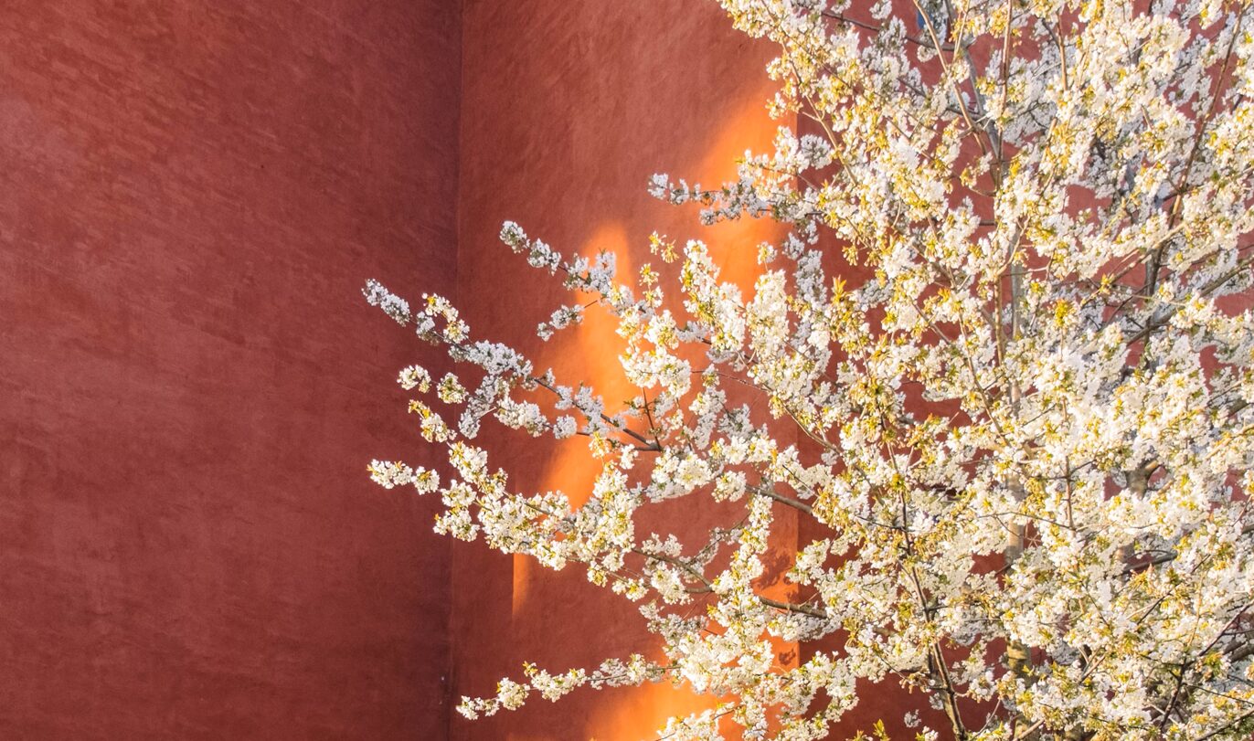 Progettazione giardino mediterraneo a milano