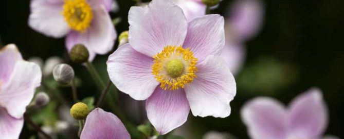 progettazione giardino sensoriale milano