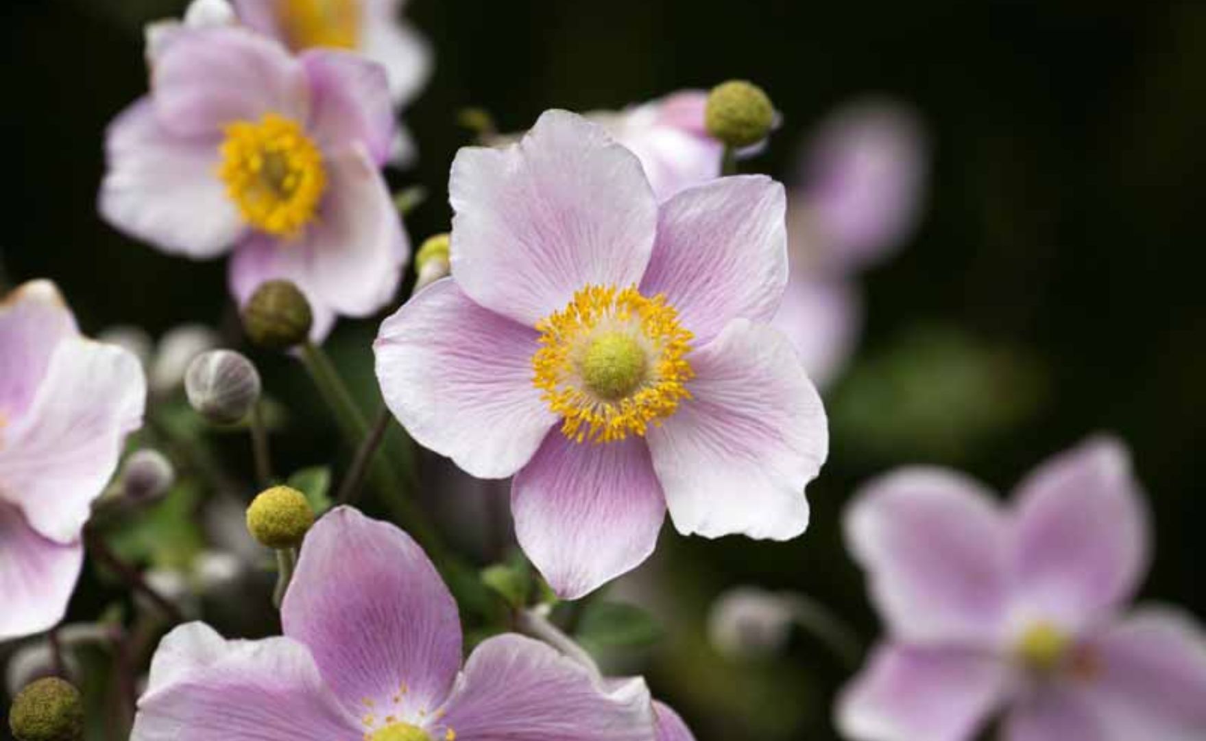 progettazione giardino sensoriale milano