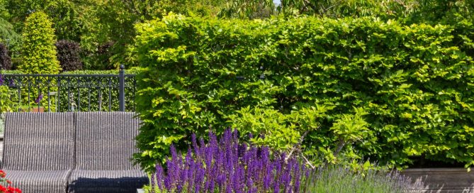 progettazione giardino pensile babilonese