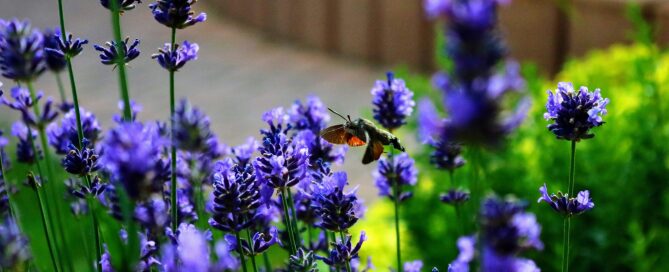 tipologie giardini pensili ninive deisng