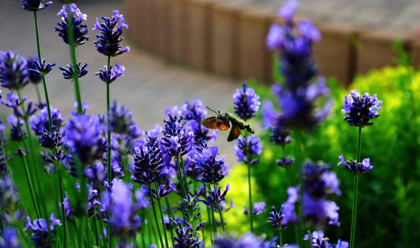 tipologie_giardini_pensili_ninive_deisng tipologie giardini pensili ninive deisng